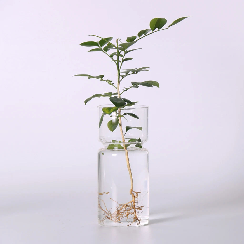 Clear Glass Flower Vase Hydroponic Plant Holder Container Bud Vase for Small Flowers