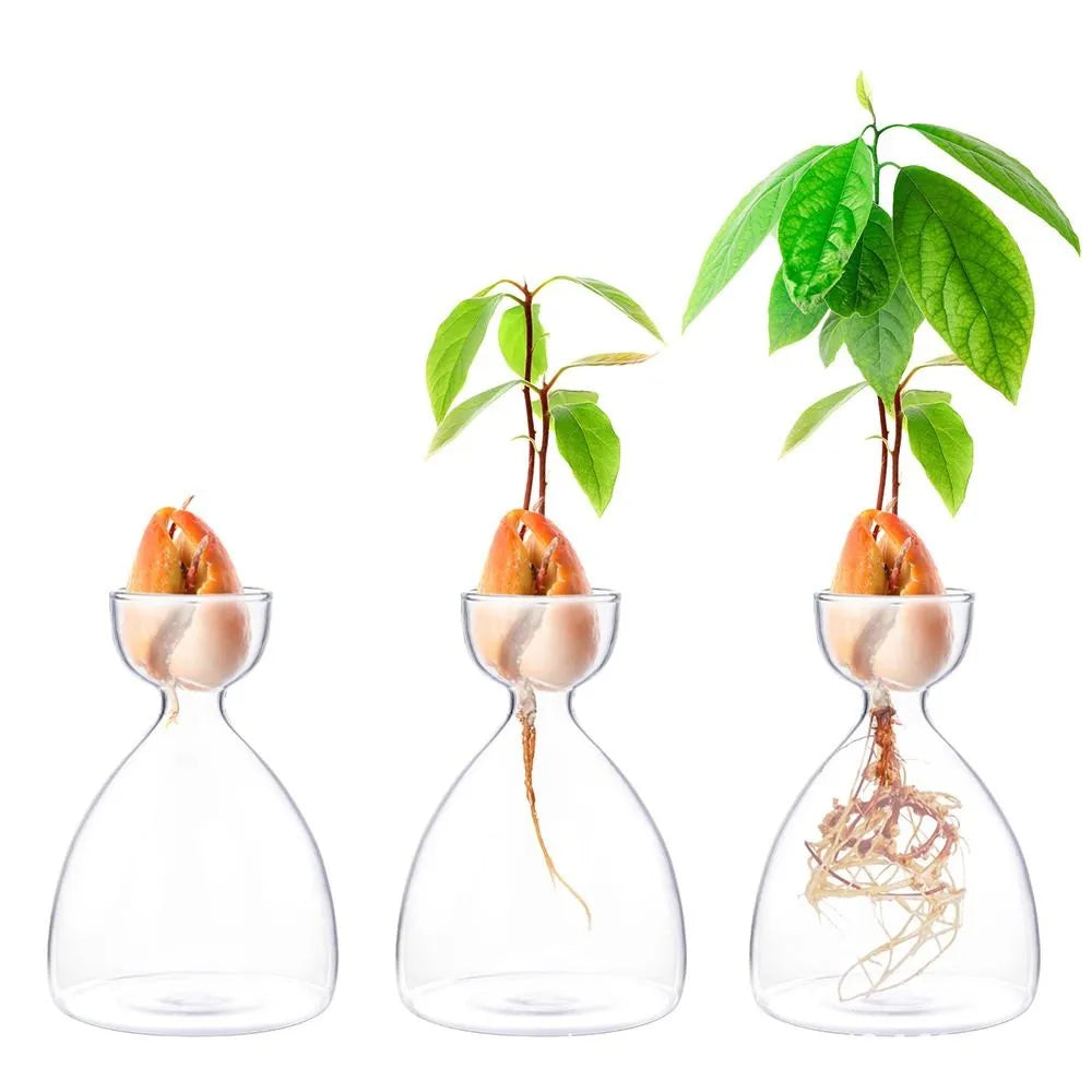 Transparent Glass Vase Avocado Seed Starter Vase Seed Growing Kit Avocado Vase for Growing Gift for Gardening Lovers Home Decor